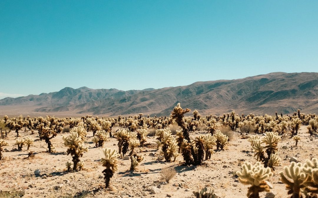 a field of cacti in the desert with mountains in the background