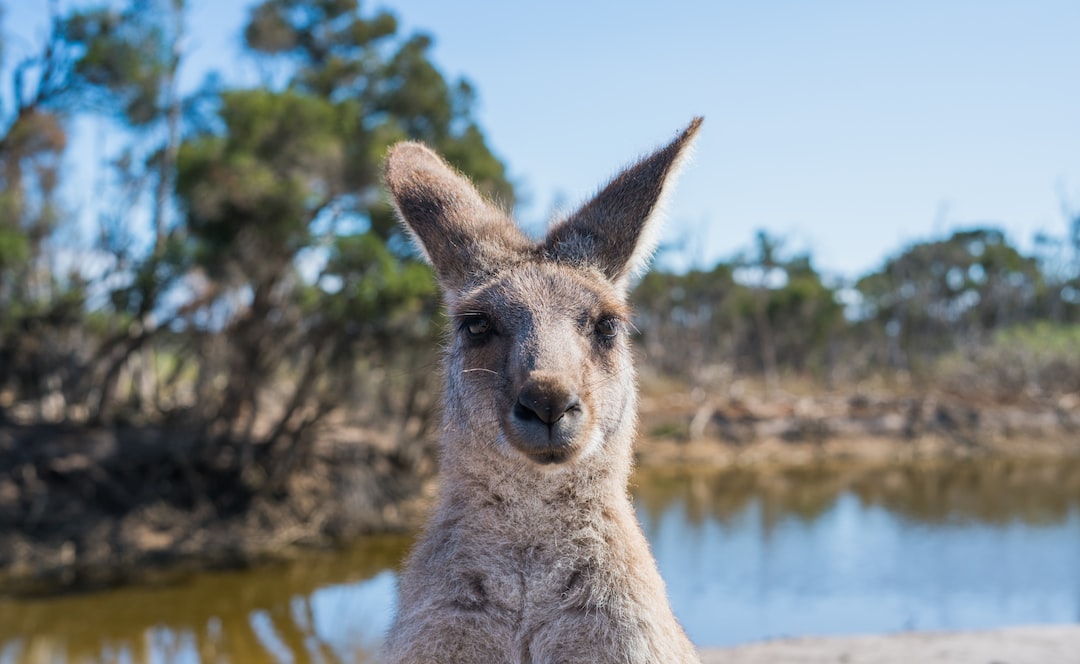 Exploring the Best of Australia in January 2023