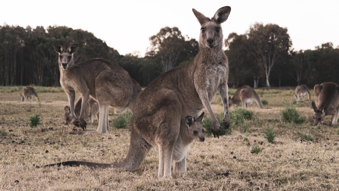 Discovering the Wonders of Australia’s Wildlife