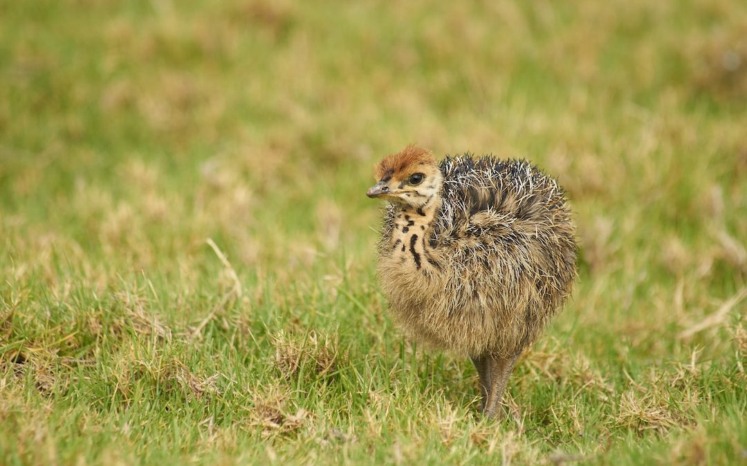 Uncovering New Zealand’s Unique Wildlife