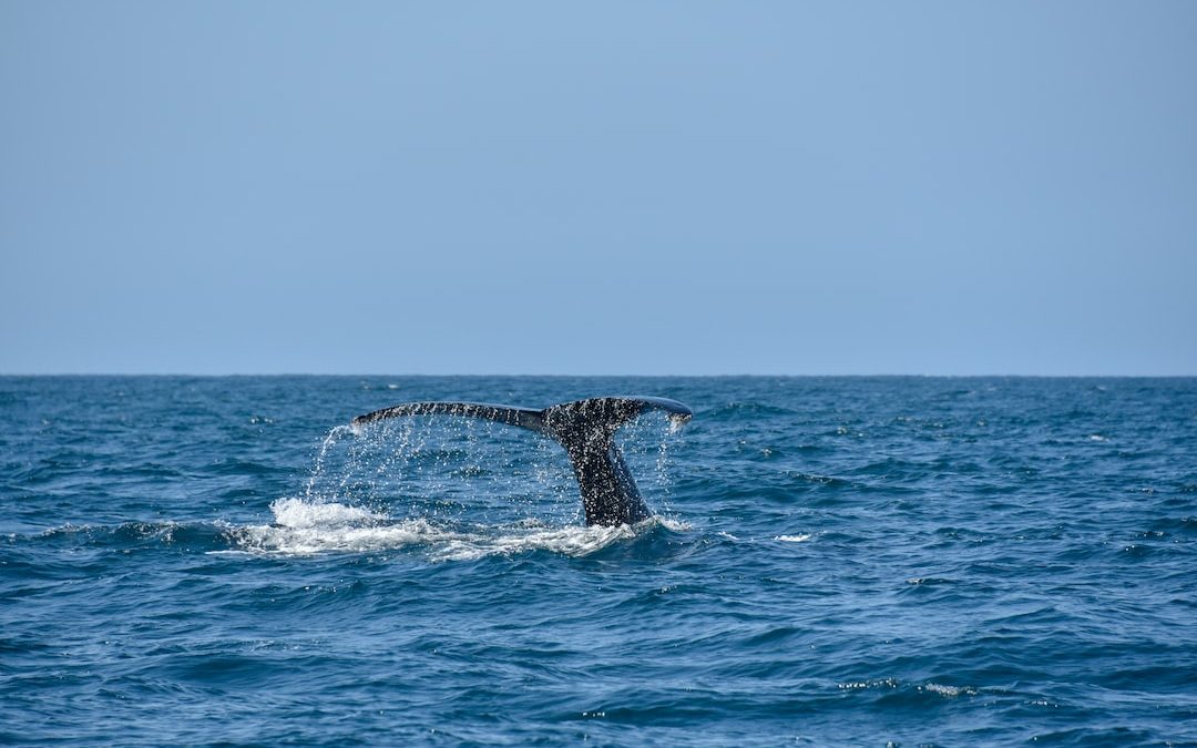 photography of whale fluke its tale
