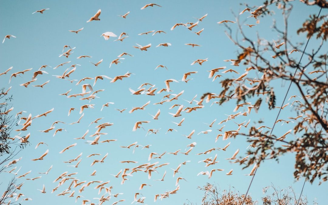 flock of birds flying during daytime