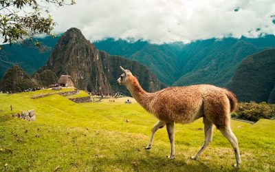 Exploring the Enchantment of Machu Picchu