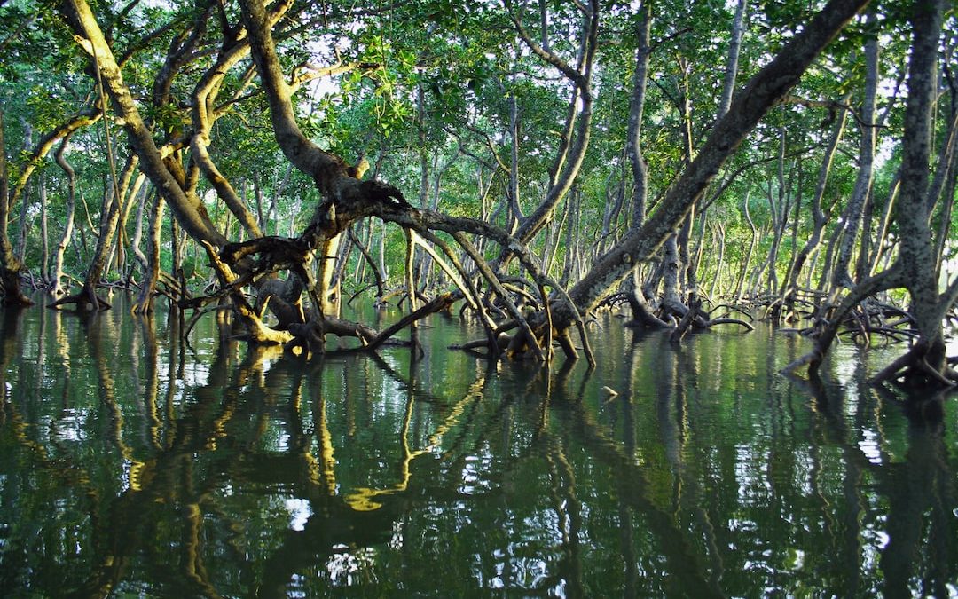 brown tree branch on water