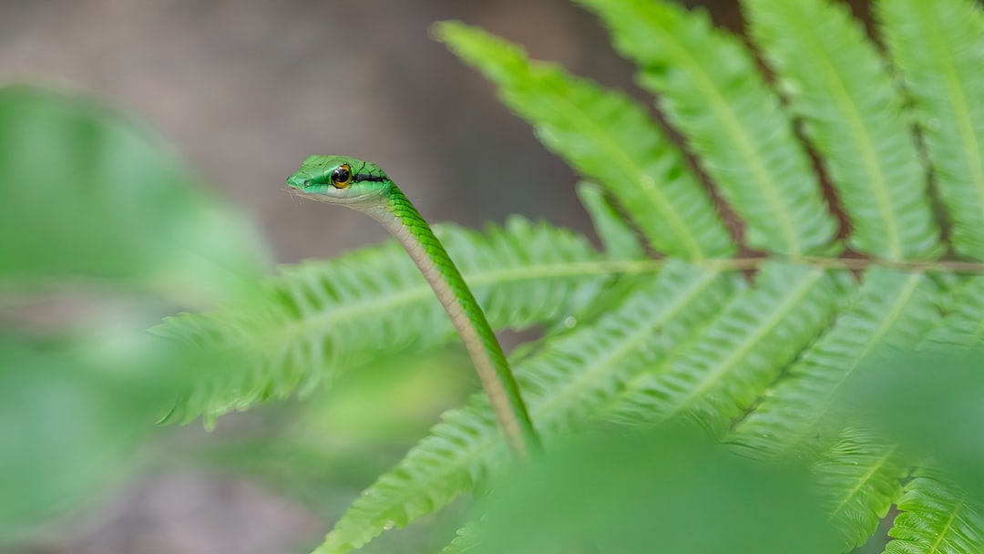 green snake on green plant