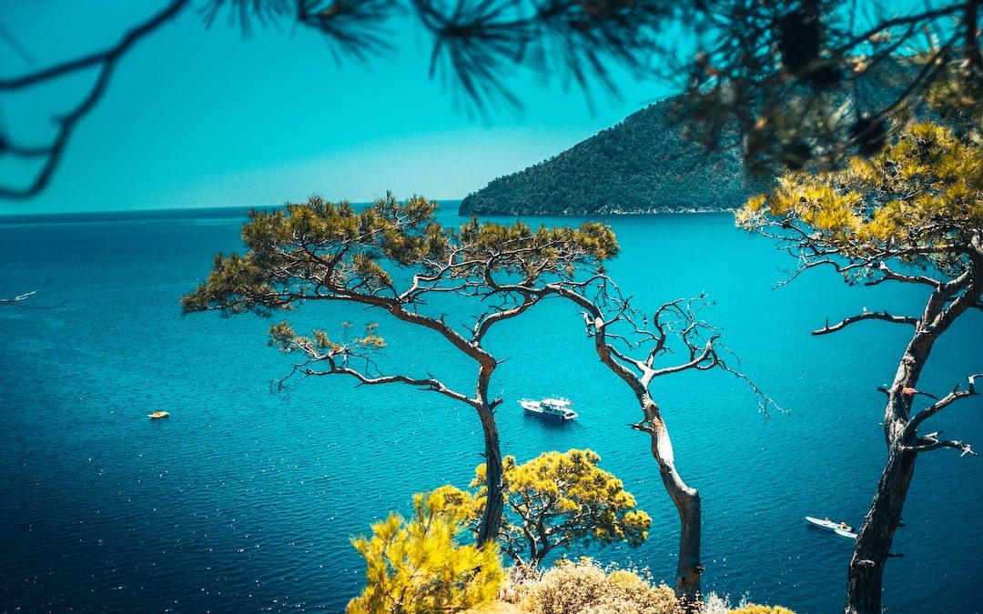 brown and green trees on island during daytime