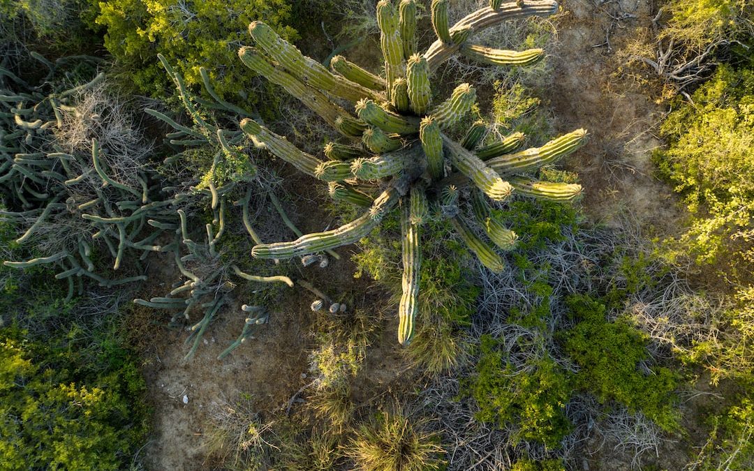 a group of plants in a forest