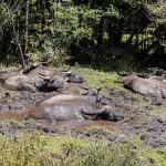 a herd of water buffalo laying in a muddy field