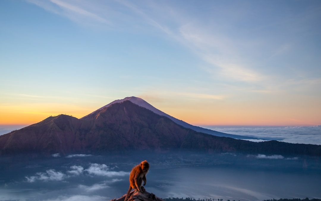 a monkey standing on top of a mountain