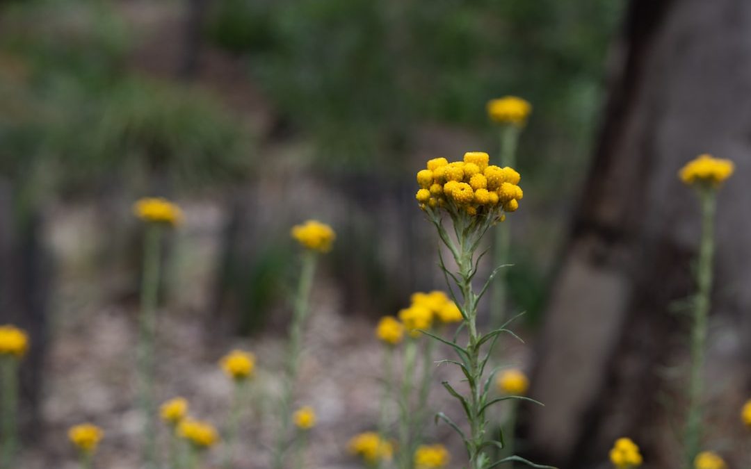 shallow focus photography of green-leafed plant with yellow flowers