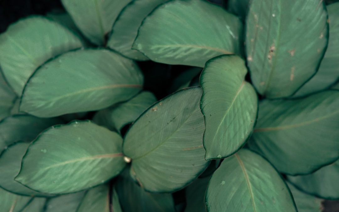 a close up of a bunch of green leaves