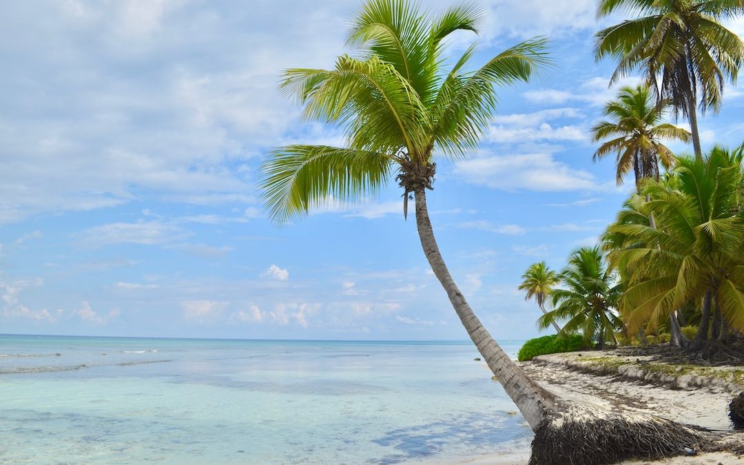 green palm tree near sea during daytime