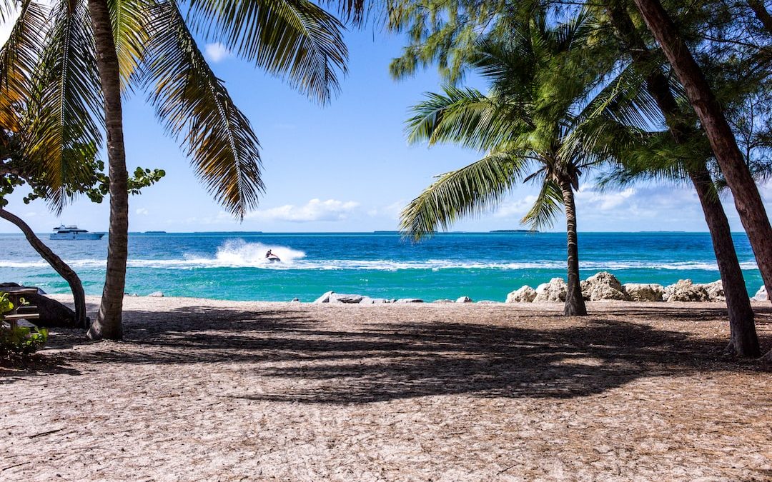 green leaf coconut trees on beach during daytime