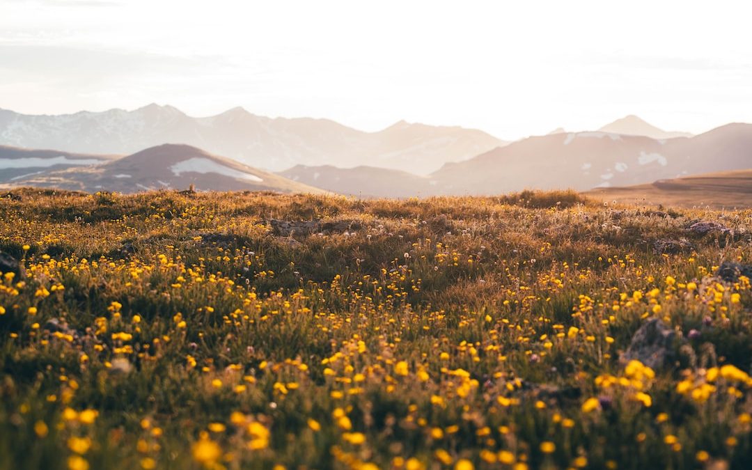 yellow flower field near mountains during daytime