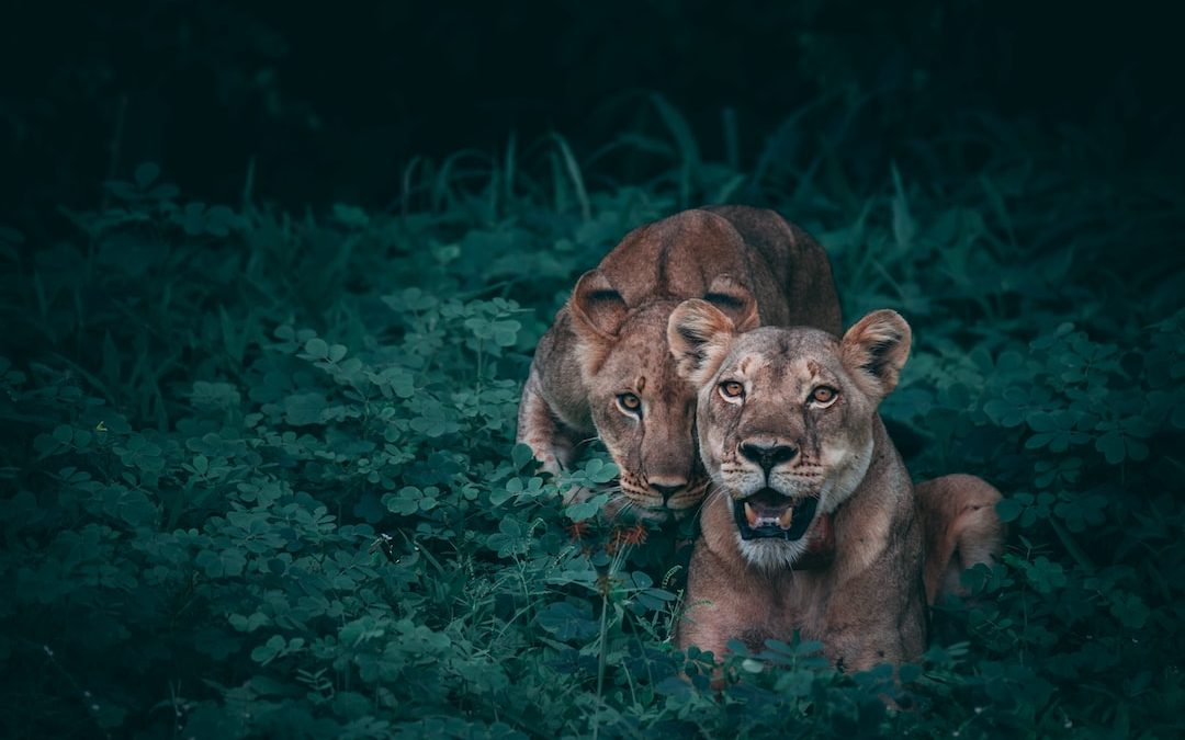 two lioness on green plants