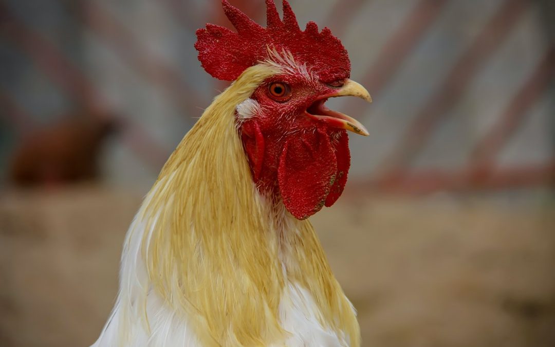 a rooster with a red head