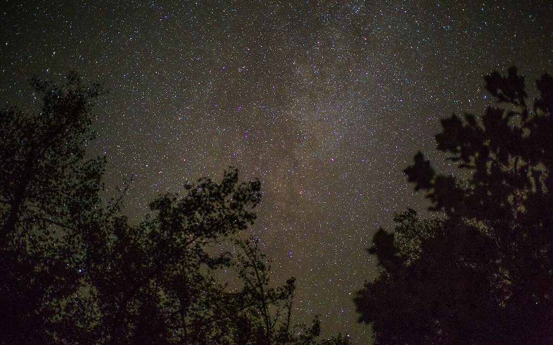 trees during nighttime