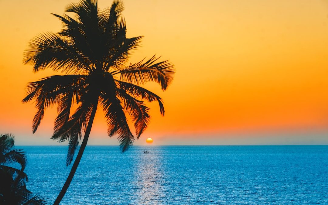 silhouette of palm tree near body of water during sunset
