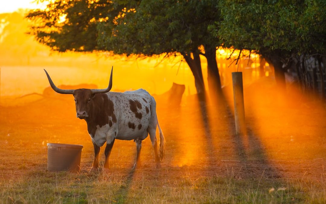 white and black cow on grass field during sunset