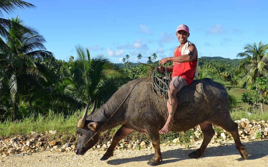 man in red shirt riding black water buffalo during daytime