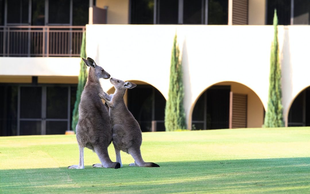 two kangaroo standing in front of building