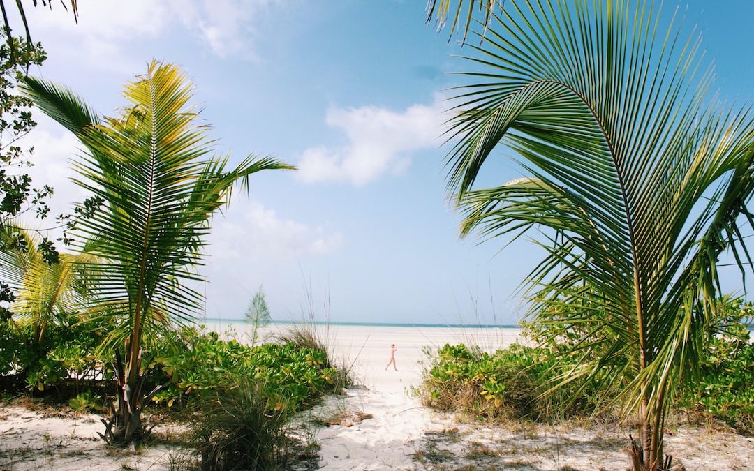 pathway between palm trees leading to the sea