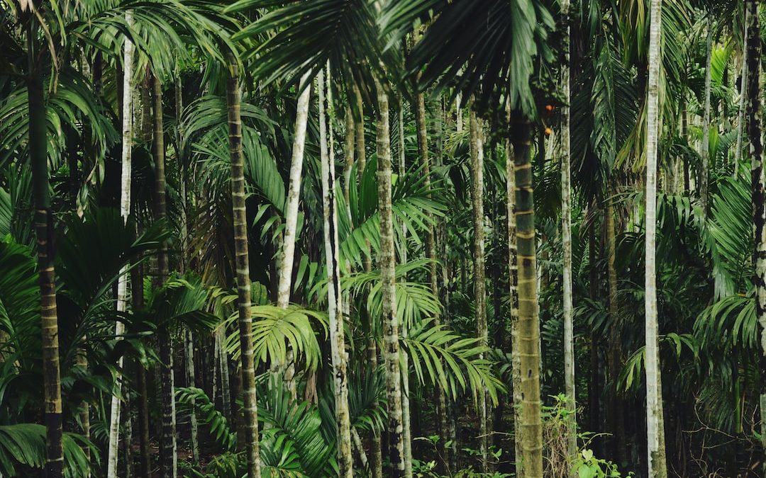 green leafed trees