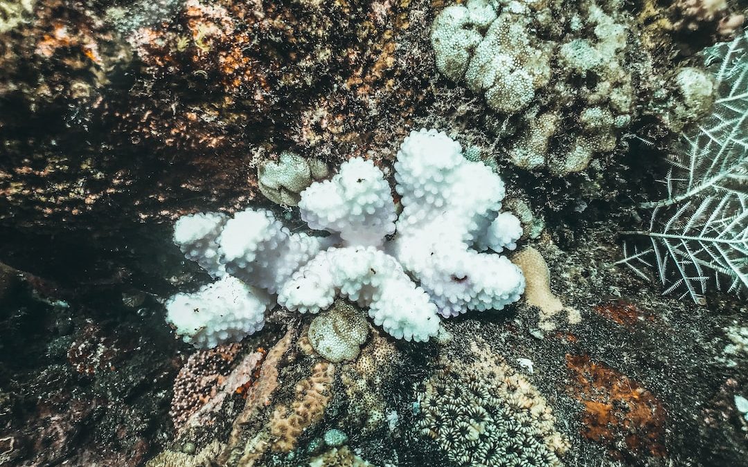 a group of white corals on a coral reef