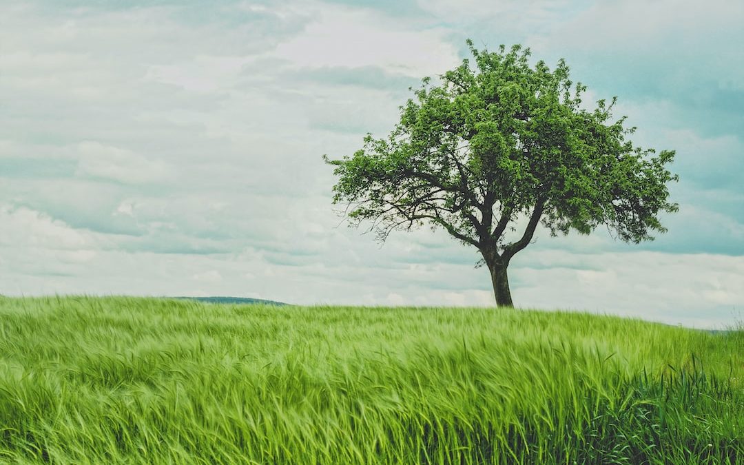 green tree on grassland during daytime