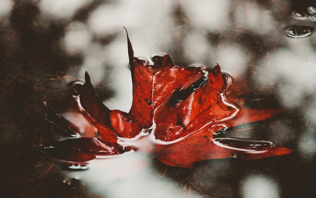 red and black leaf in close up photography