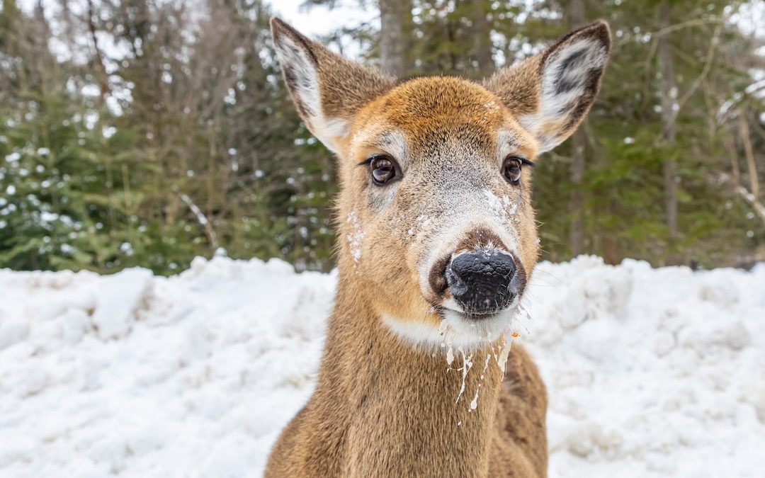 brown deer on snow during daytime