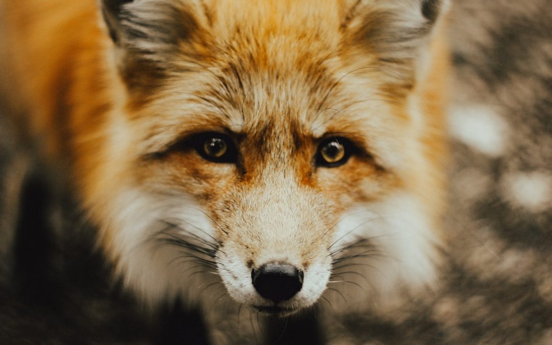 focus photography of brown fox