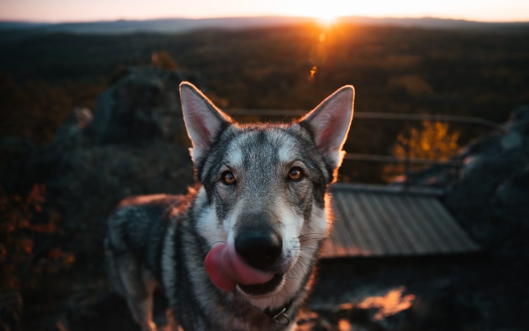 a dog with its tongue out