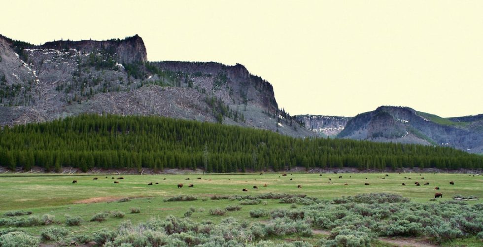 "Discovering the Natural Wonders of Yellowstone National Park