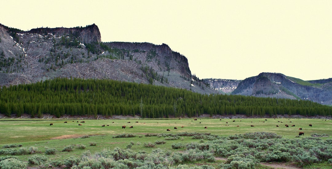 a field of grass with mountains in the background