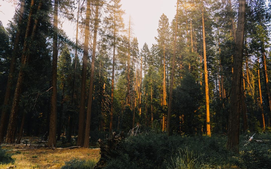 Finding Peace in Yosemite’s Natural Beauty