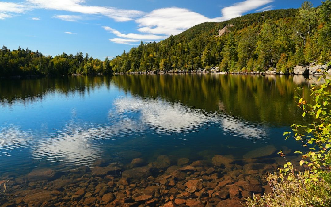 green trees beside lake under blue sky during daytime