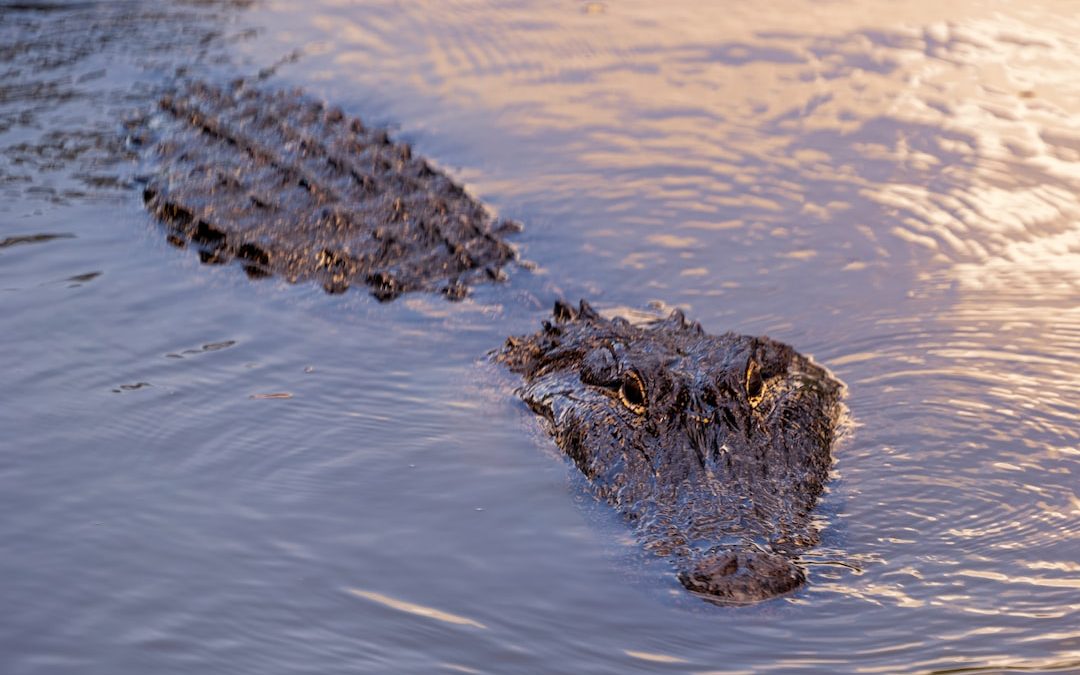 a crocodile in the water