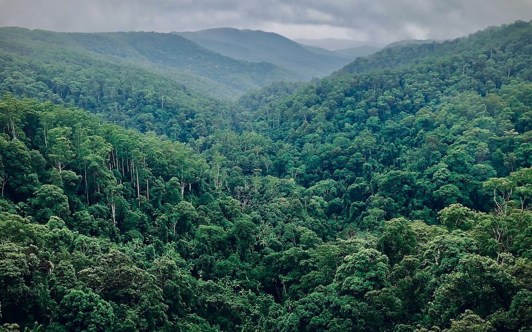 green trees on mountain during daytime