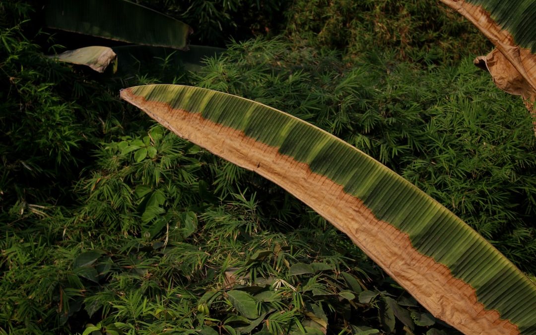 a large green leaf