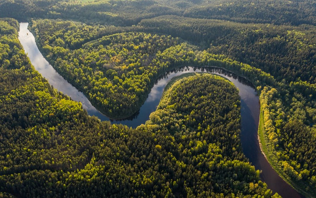 aerial view of green trees and river during daytime