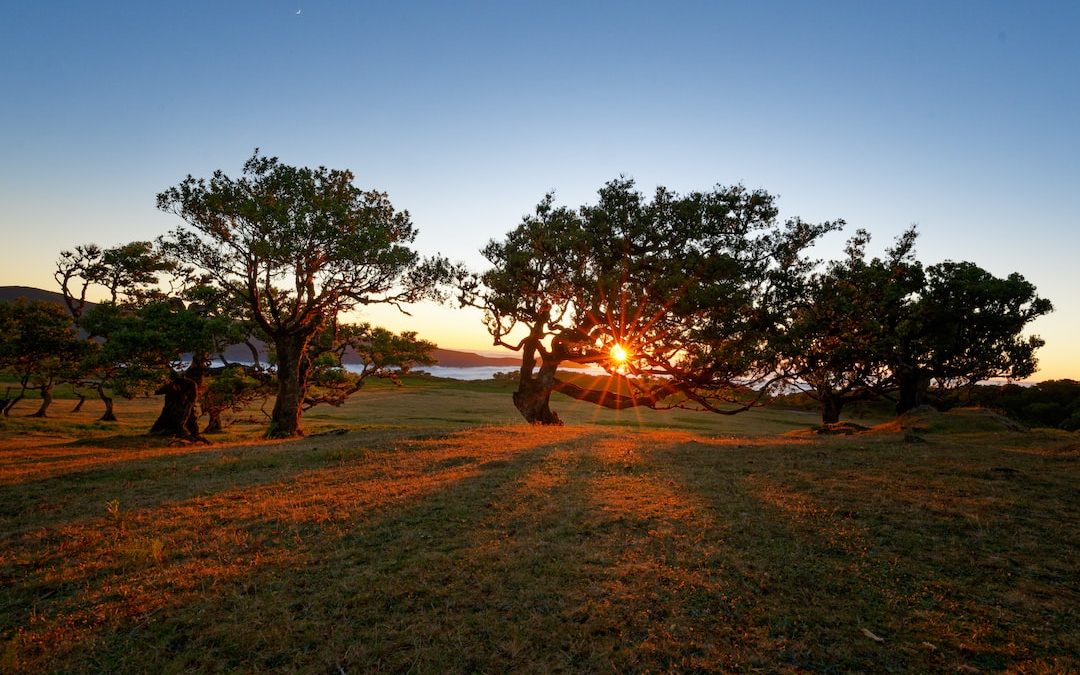 the sun is setting behind the trees in the field