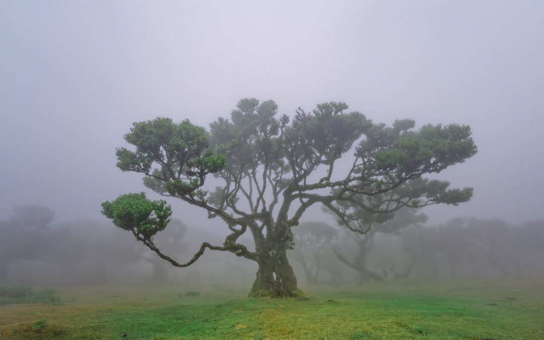 a tree in the middle of a foggy field