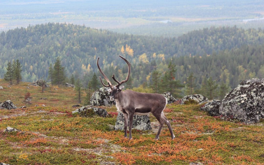 brown deer on green grass field during daytime