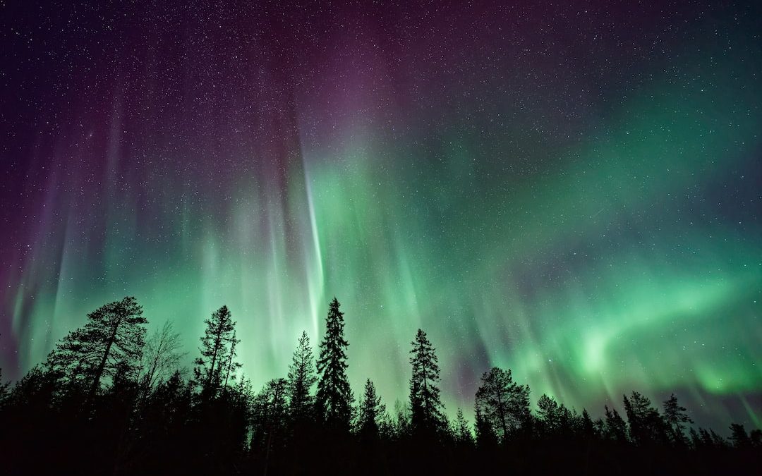 silhouette of trees near Aurora Borealis at night