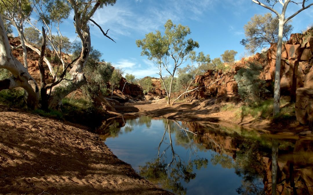 brown trees beside river under blue sky during daytime