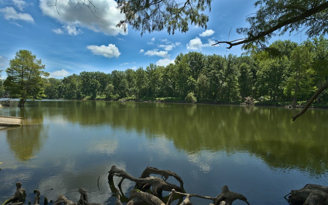 green trees beside lake during daytime