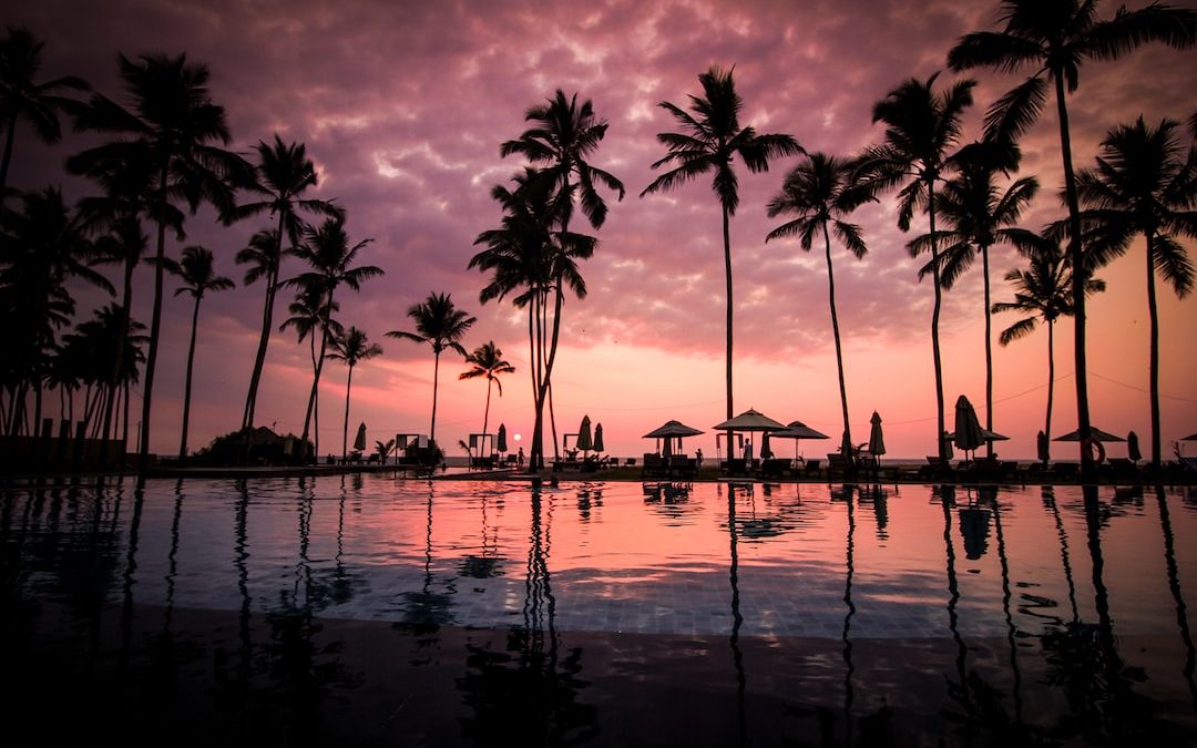 low angle photo of coconut trees beside body of water