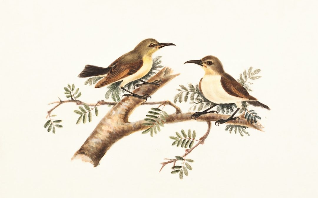 two brown and white birds perching on tree branch illustration