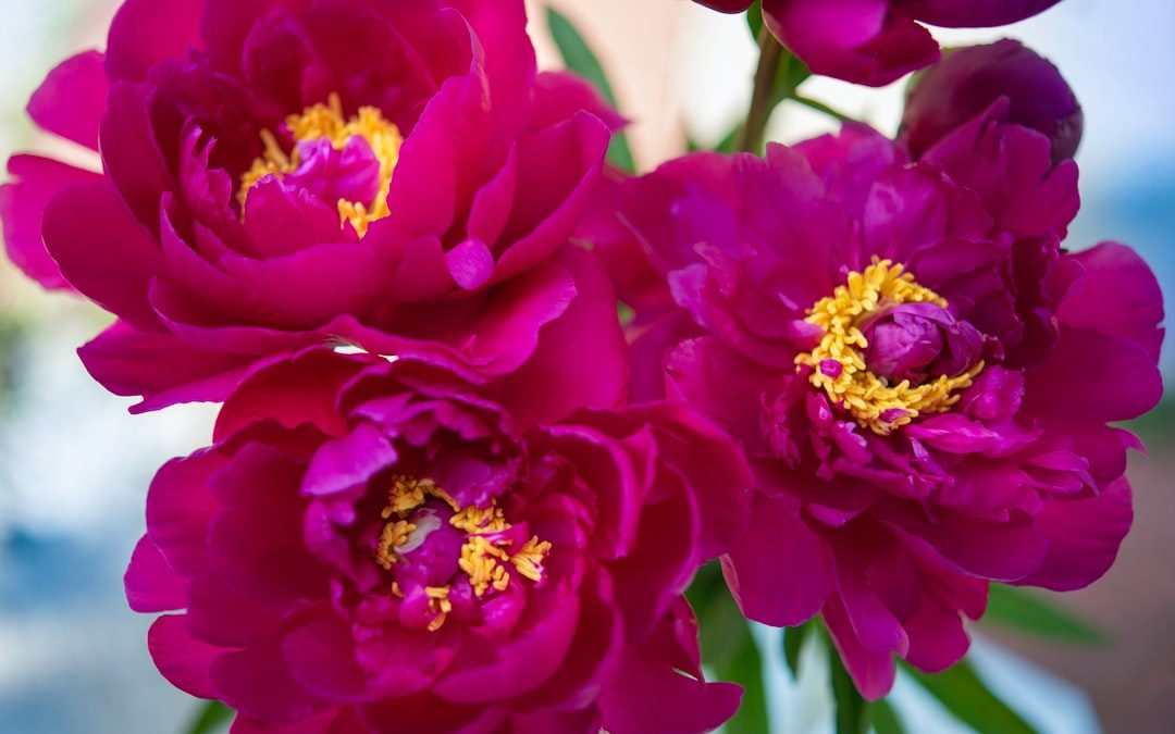 pink flower in macro shot